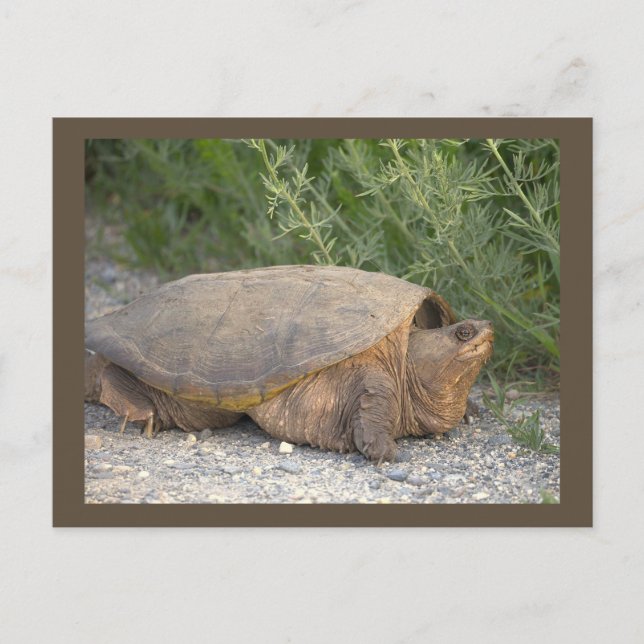 Turtle Photo Postcard (Front)