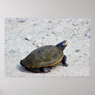 Turtle Photo Poster