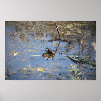 Turtle Photo Poster