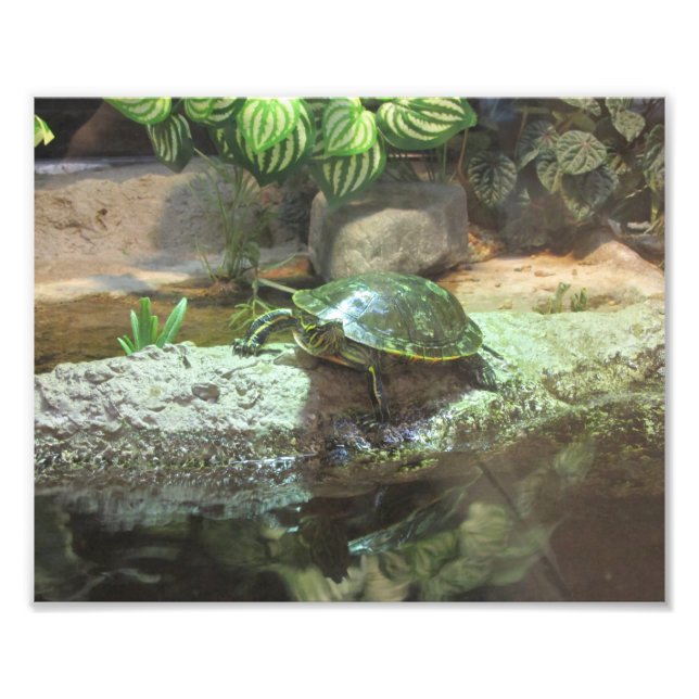 Turtle Photo Print (Front)
