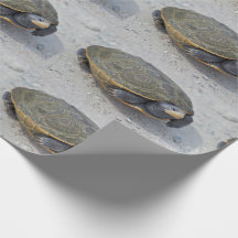 Turtle Photo