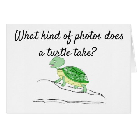 Turtle Photos - Shellfies