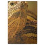 Turtle Post-it Notes