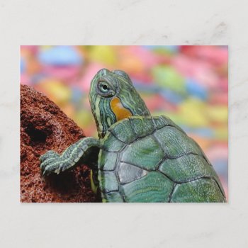 Turtle Postcard by Wonderful12345 at Zazzle