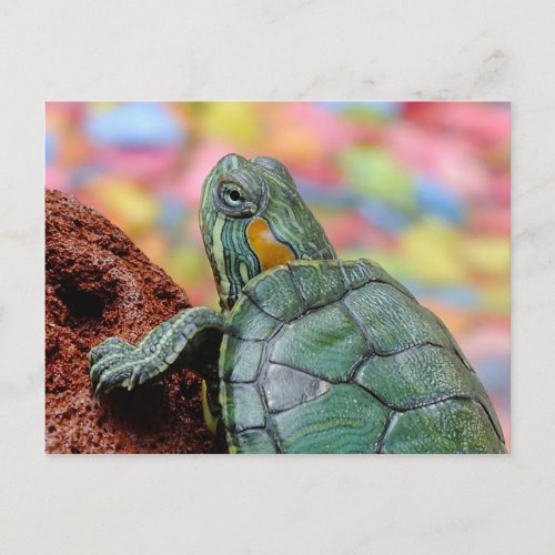 Turtle Postcard