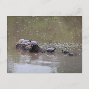 Turtle Postcard