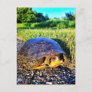 TURTLE POSTCARD