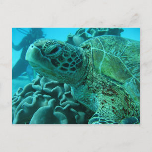 Turtle Postcard