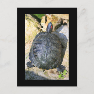 Turtle Postcard