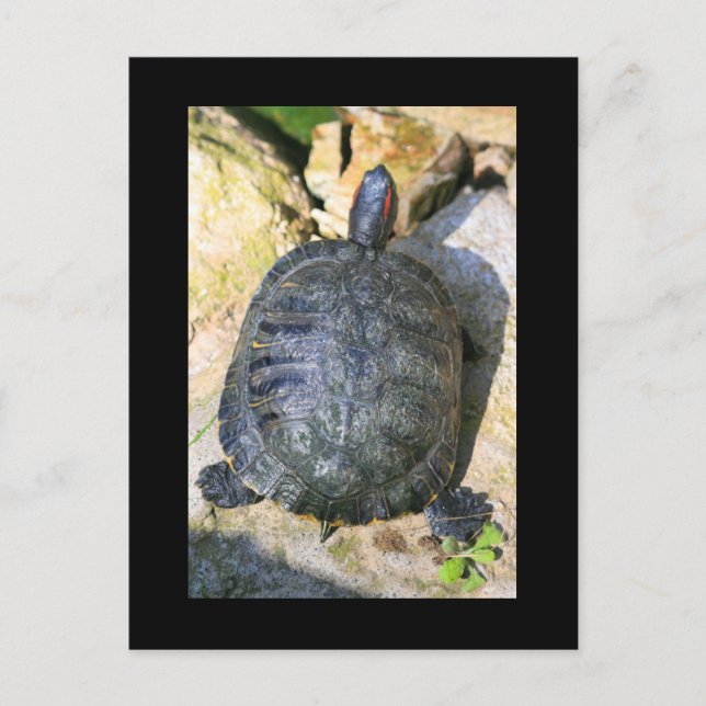 Turtle Postcard (Front)