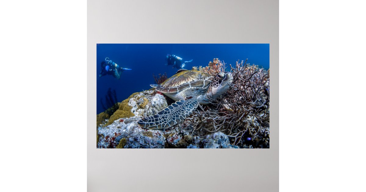 Turtle poster | Zazzle