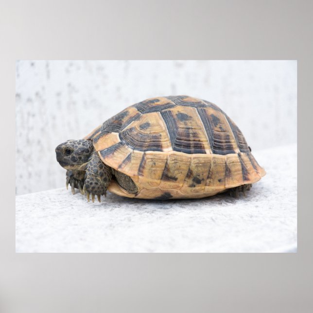 Turtle Poster (Front)