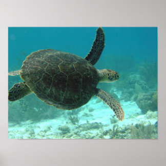turtle poster