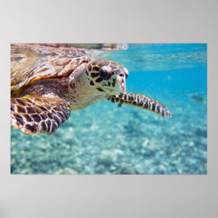 Turtle Poster