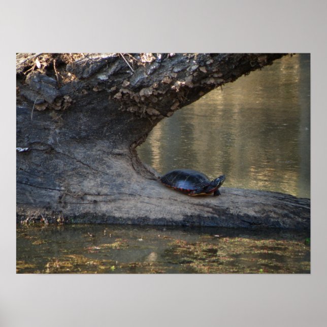 Turtle Poster (Front)