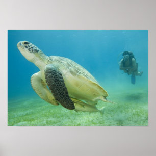 Turtle Poster