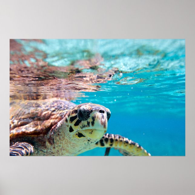 Turtle Poster (Front)