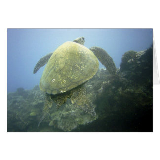 Turtle Pu'u Olai Cards