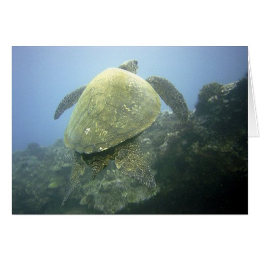 Turtle Pu'u Olai Cards (Front Horizontal)