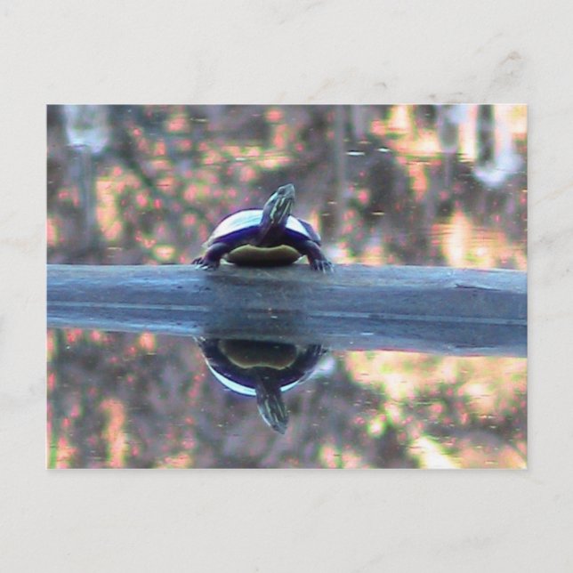 Turtle Reflected in Pond Postcard (Front)