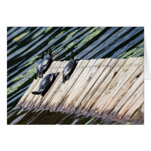 Turtle Rest Cards