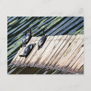 Turtle Rest Postcard
