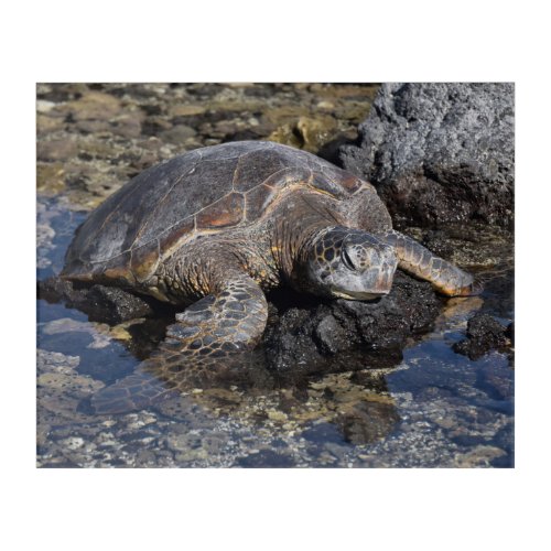 Turtle Resting on the Lava Rocks Acrylic Print