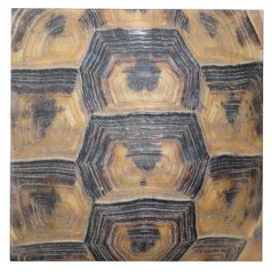 Turtle’s shell pattern tile