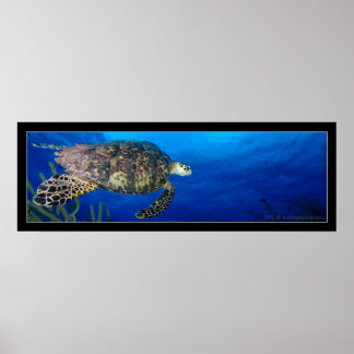 Turtle Seascape Poster