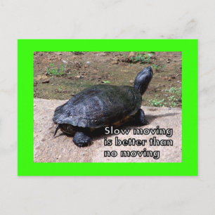 turtle slow Postcard