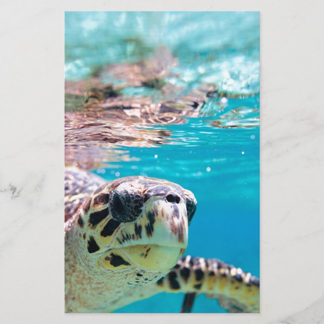 Turtle Stationery (Front)