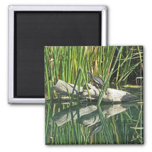 Turtle Sunning on Log with Reflection Photograph Magnet
