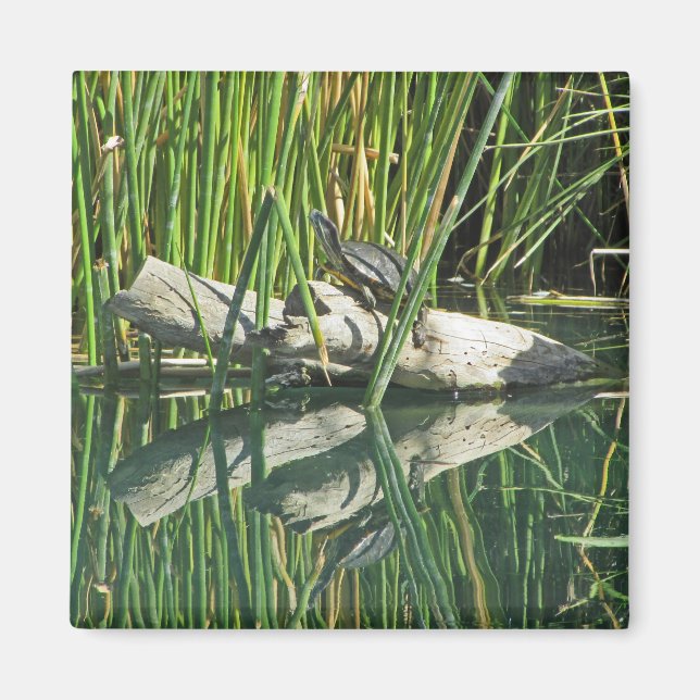Turtle Sunning on Log with Reflection Photograph Magnet (Front)