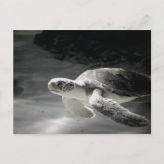 Turtle tank Greetings Postcard