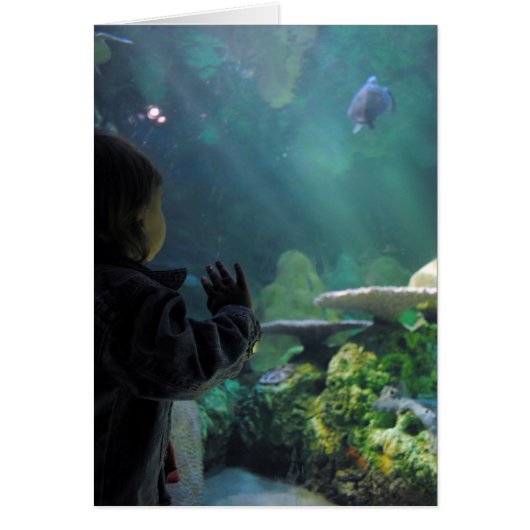 Turtle Tank Viewer (Front)