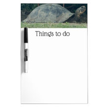 Turtle Things to Do