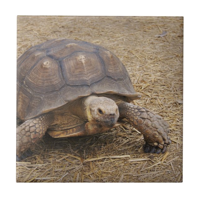 Turtle Tortoise Shell Turtles Wildlife Photo Wild Ceramic Tile (Front)