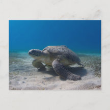 Turtle underwater scene diving postcard