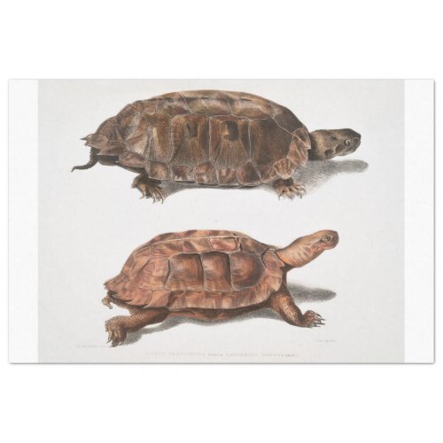 Turtle Vintage Ephemera Decoupage Tissue Paper