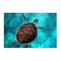 Turtle Waves Sea beach decor
