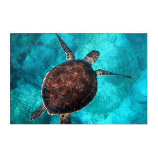 Turtle Waves Sea beach decor