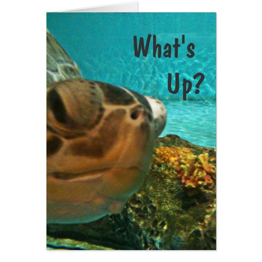Turtle What's Up Selfie Cards (Front)