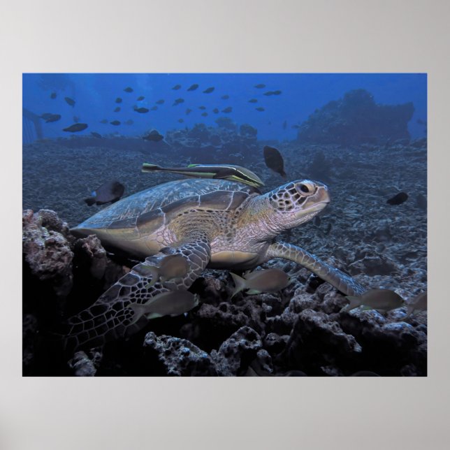 Turtle with Hitchhiker Poster (Front)