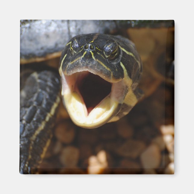 Turtle with Mouth Open Magnet (Front)