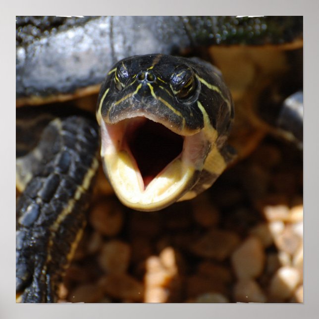 Turtle with Mouth Open Poster (Front)