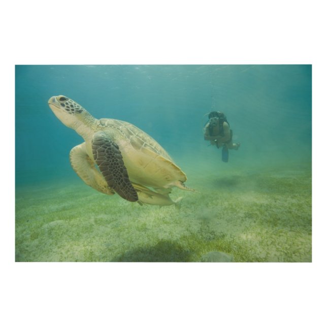Turtle Wood Wall Decor (Front)