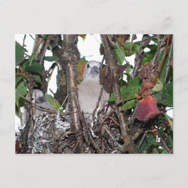 Turtledove Postcard (Front)
