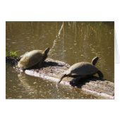 Turtles (Front Horizontal)