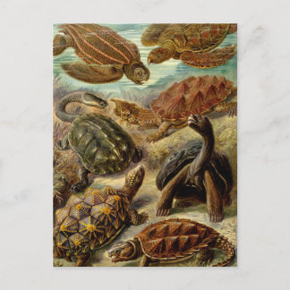 Turtles and Tortoises Postcard