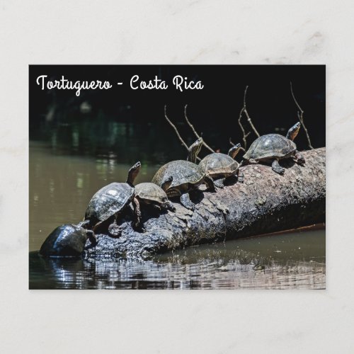 Turtles at Tortuguero National Park _ Costa Rica Postcard